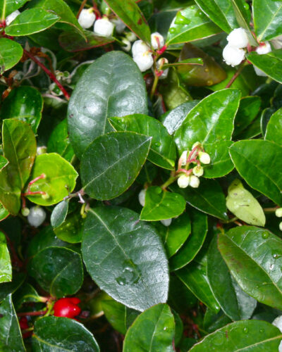 Salal Gaultheria
