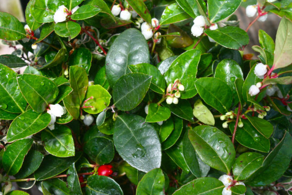 Salal Gaultheria