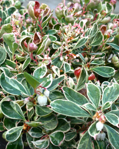 Gaultheria Wintergreen