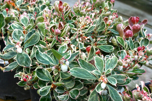 Gaultheria Wintergreen