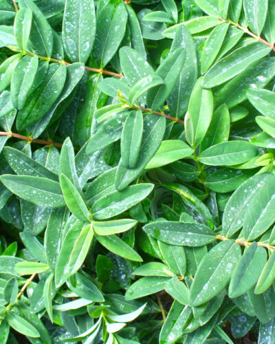 Hypericum ground cover