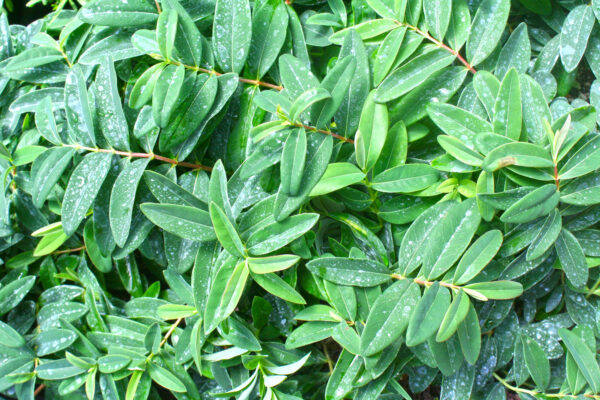 Hypericum ground cover