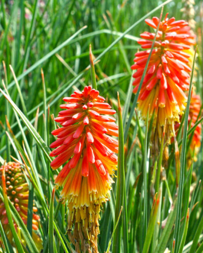 Kniphofia Red Hot Poker Plant