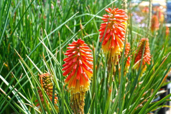 Kniphofia Red Hot Poker Plant
