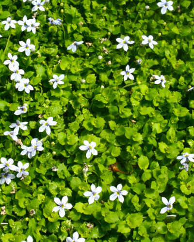 Blue Star Creeper Laurentia