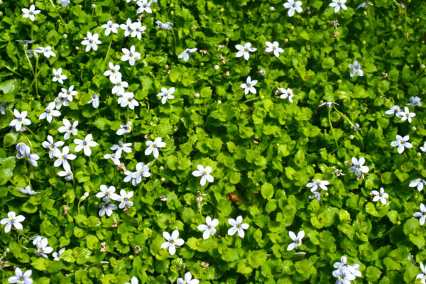Blue Star Creeper Laurentia