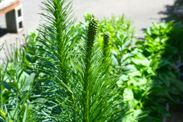 Liatris