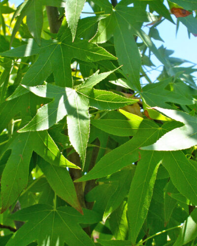 Sweetgum Tree