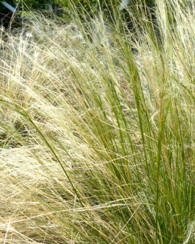 Mexican Feather Grass