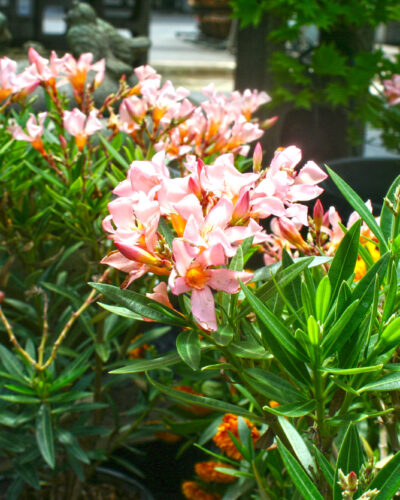 Nerium Oleander