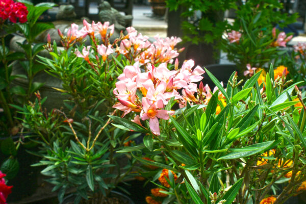 Nerium Oleander