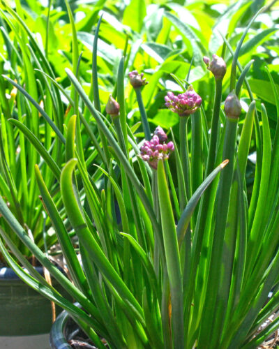 Ornamental Onion