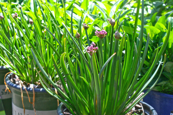 Ornamental Onion