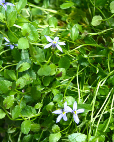 Pratia Dark Blue Star Creeper