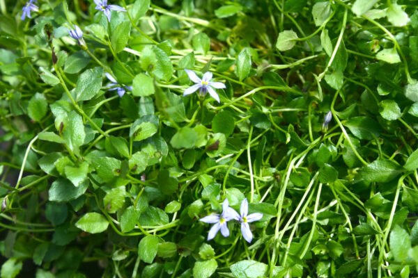 Pratia Dark Blue Star Creeper