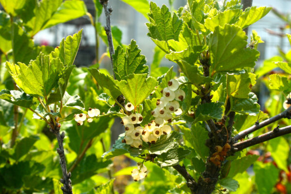 Currant Bush