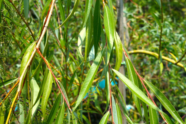 Weeping Willow Tree