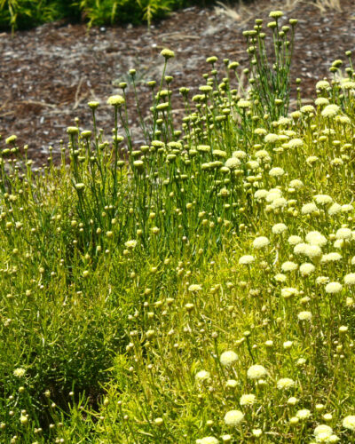 Santolina Lavender Cotton