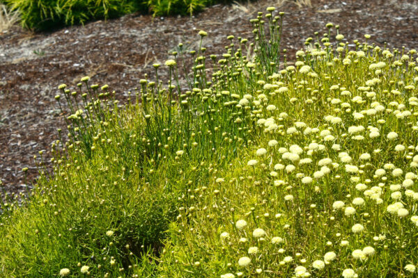 Santolina Lavender Cotton