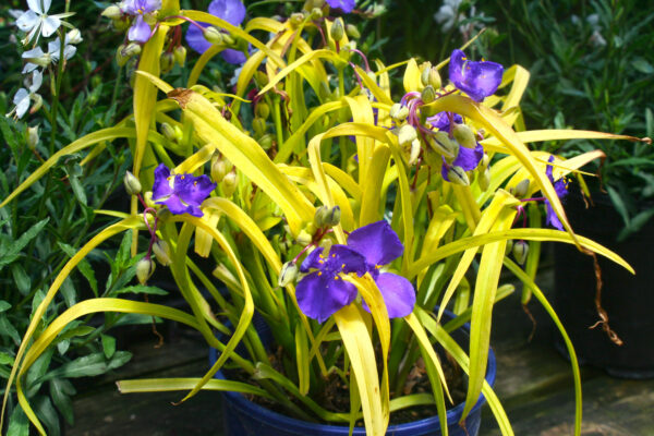 Tradescantia Spiderwort