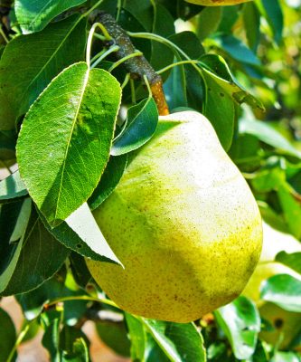 Fruit Tree Pear