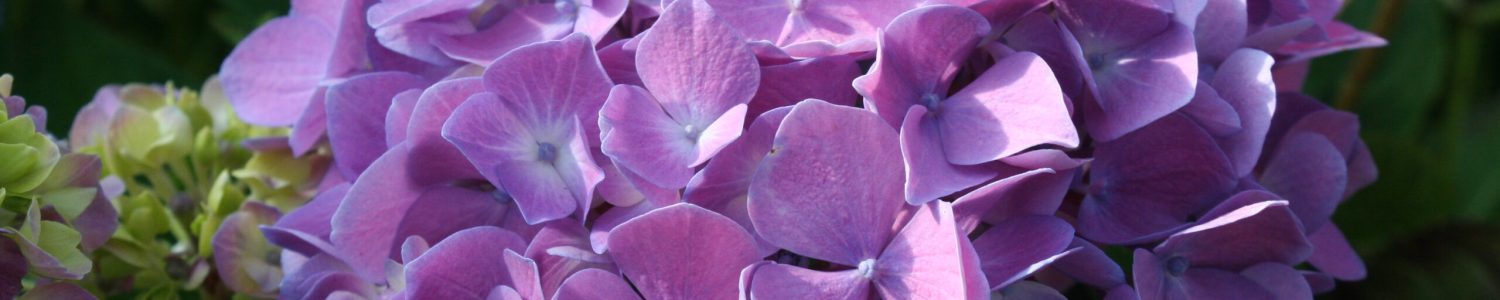 Purple Hydrangea Coloring