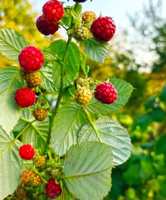 Prune Raspberry Plants